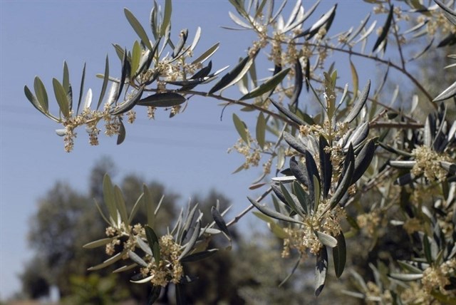 Detectado en la Comunitat Valenciana el primer brote de Xylella Fastidiosa en la Península