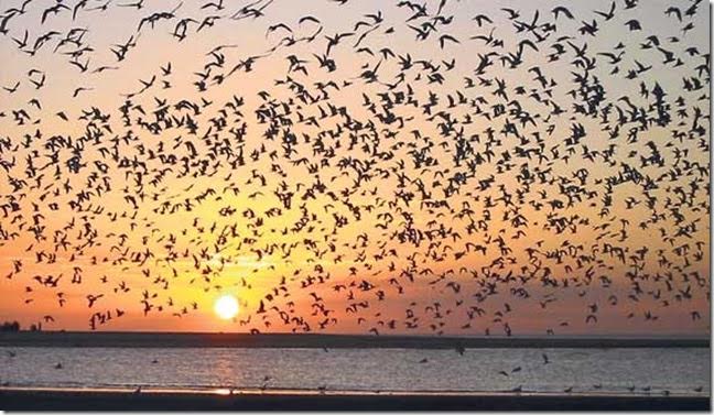 Día Mundial de las Aves 2015