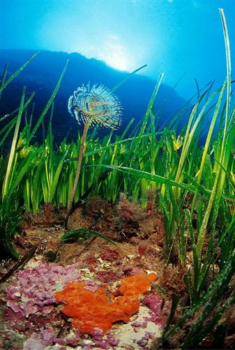 La campaña online para salvar la posidonia supera ya las 7.000 firmas de apoyo