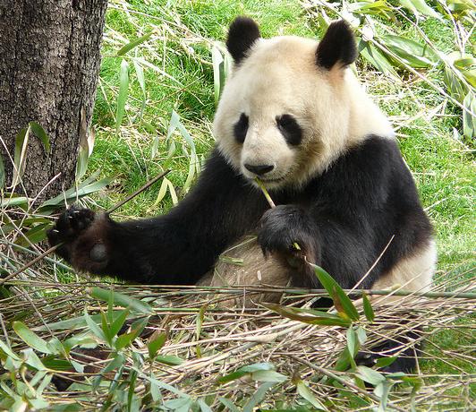 La osa panda del zoo de Madrid podría estar embarazada