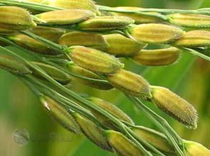 Global rice research group to fight poverty and climate change