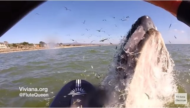 La encantadora de ballenas (Mira el VIDEO)