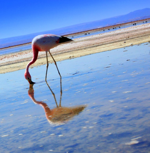 Junta andaluza defiende que la conservación de Doñana "ha mejorado notablemente a lo largo de los años"