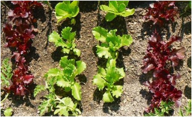 La ‘revolución orgánica’ del Uruguay