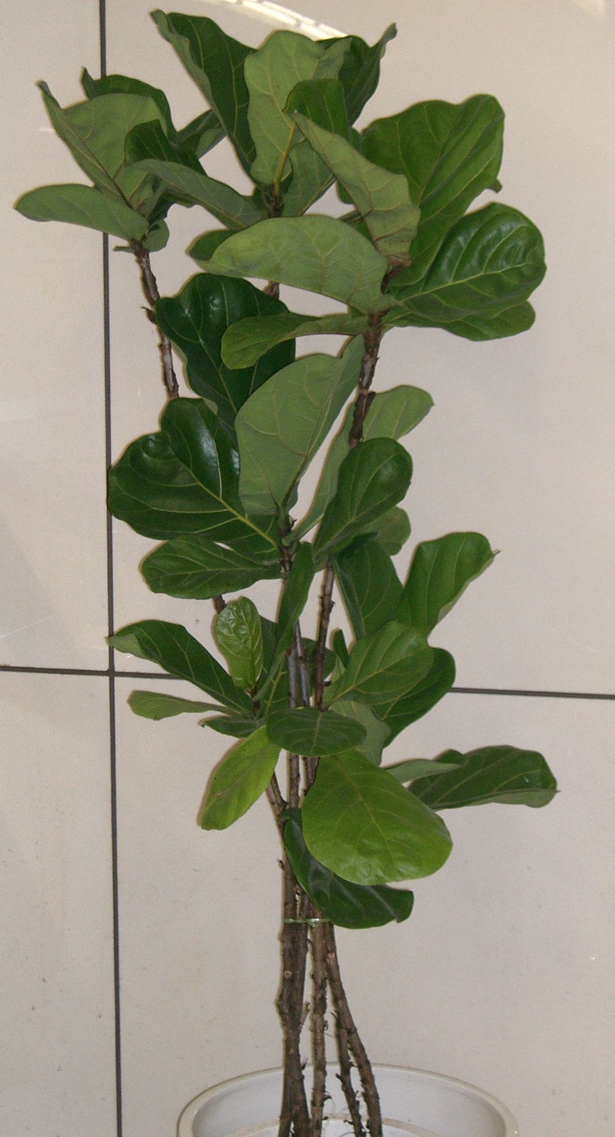 Cómo cuidar bien un Ficus lyrata