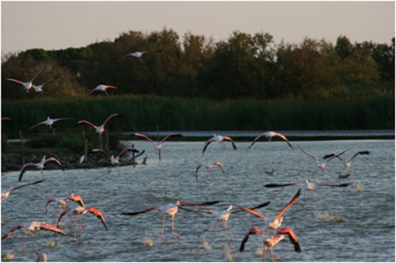 Curso de Educador e Intérprete Ambiental