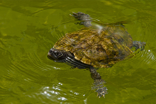 El 72 % de las tortugas de agua dulce y muchas aves están amenazadas por la regresión de los humedales