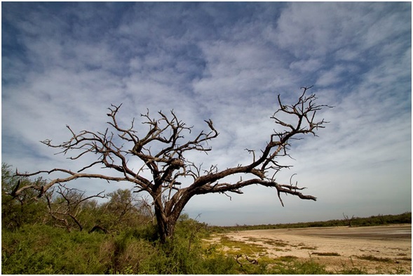 El gran chaco americano en peligro