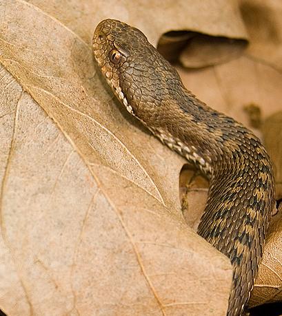 Hallada la víbora fósil del complejo víboras orientales más grande de Europa