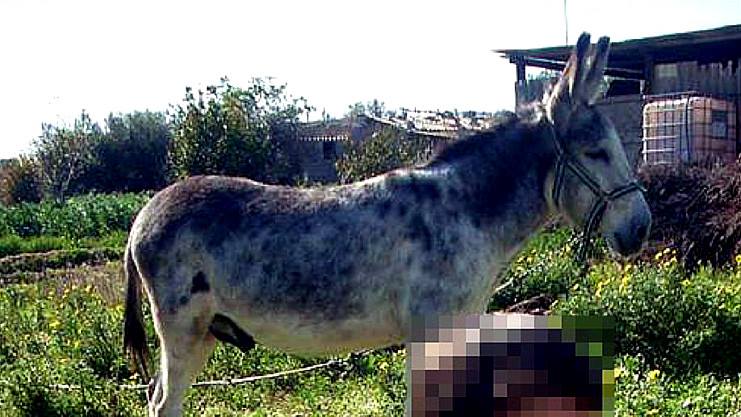 El SEPRONA sigue buscando a los maltratadores del burro en Turre