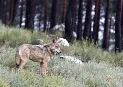 Lobos al sur del Duero