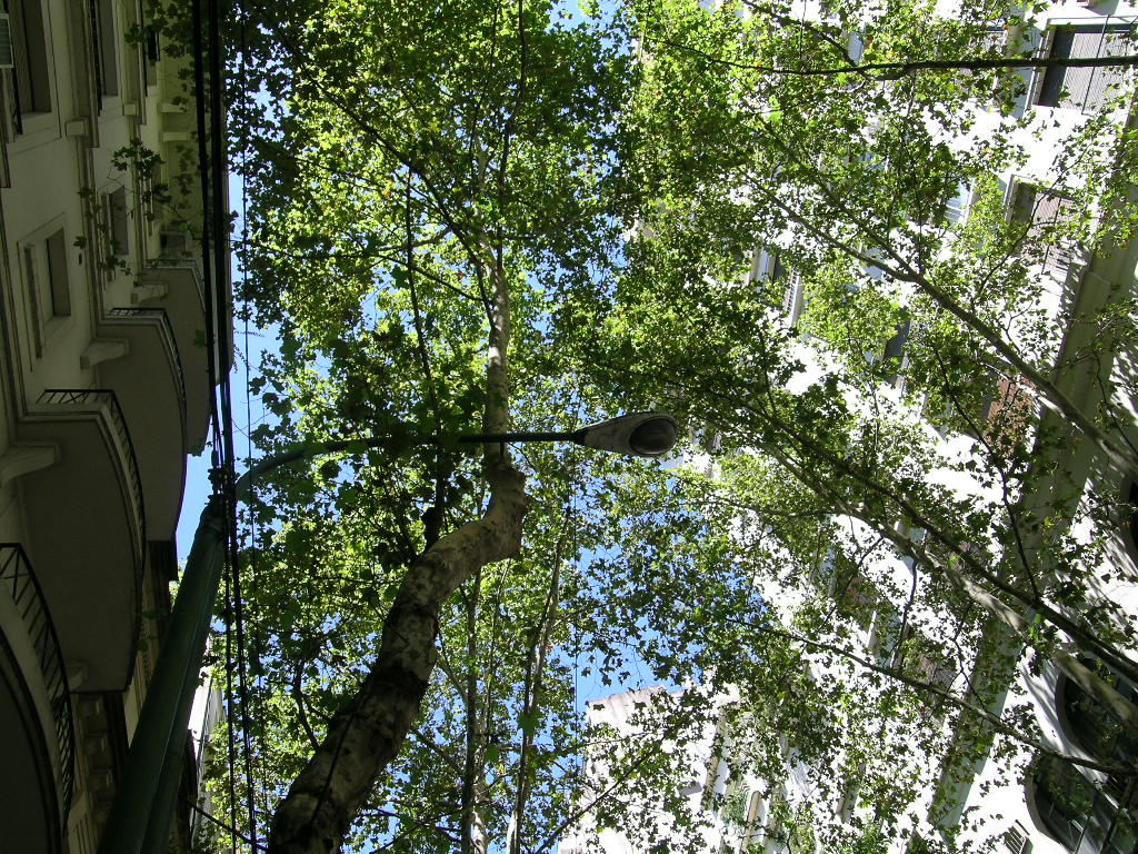 El PPCV promete plantar un árbol por cada niño que nazca en la Comunitat Valenciana