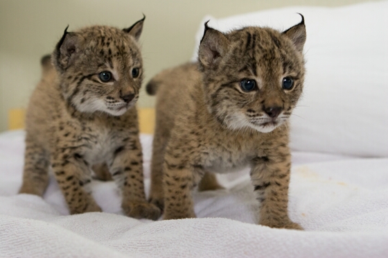 Fallece un cachorro de lince en El Acebuche (Huelva) tras un enfrentamiento entre ejemplares de una camada