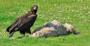 NO al diclofenaco de uso veterinario