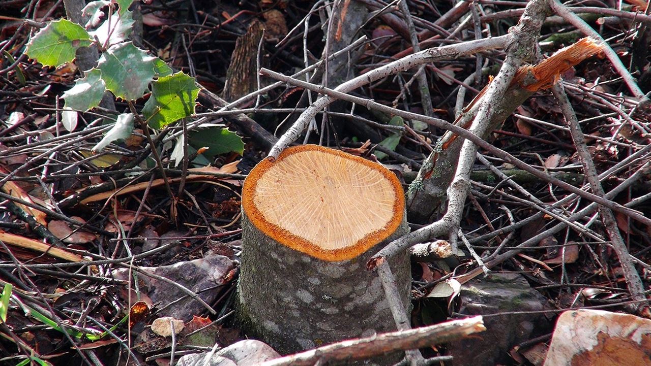Castilla – La Mancha está talando miles de encinas en Puertollano