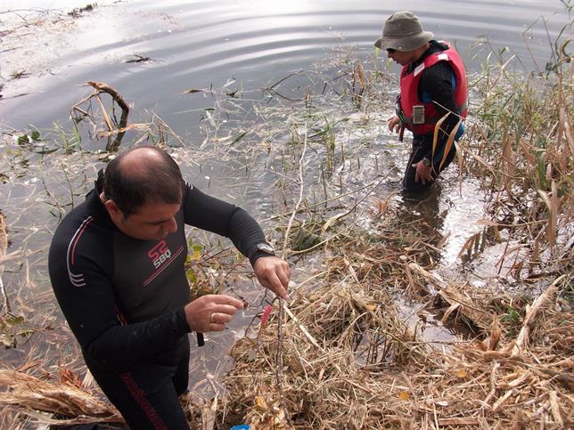 Unió Democrática de Catalunya exige más fondos a Europa para luchar contra el caracol manzana en el Delta del Ebro