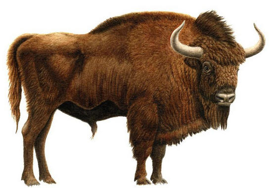 Encuentran el cráneo de un bisonte de la Edad del Hielo en una cueva asturiana