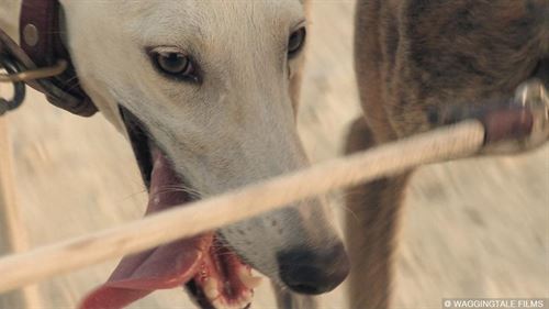 La terrible situación de los galgos en España