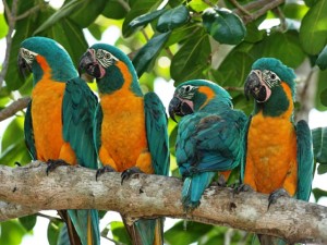 Refugio de guacamayos de garganta azul duplica su población en Bolivia