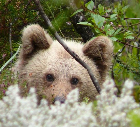La Casa del Oso de los Pirineos será una realidad