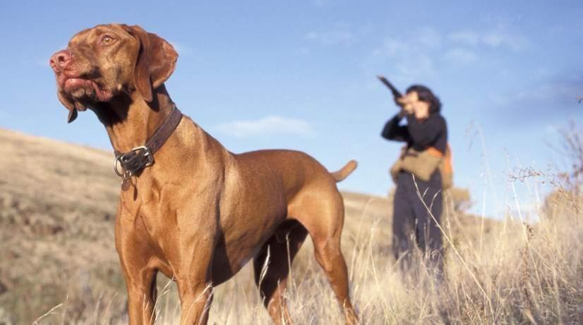 Los cazadores ‘combatirán’ a los animalistas