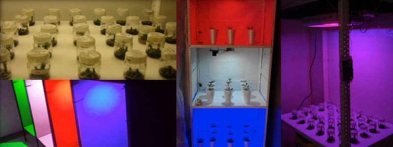 Estudio mexicano sobre la fotomorfogénesis en agricultura