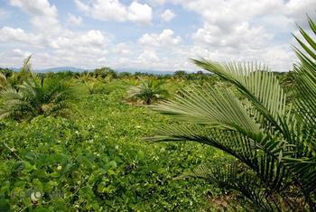 Ecuador. Los secretos de las especies de palmas ecuatorianas