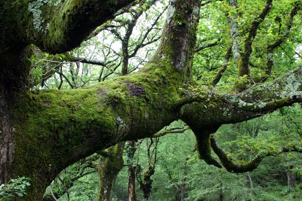 Varios países latinoamericanos arrancan un plan para proteger los bosques y minimizar el calentamiento global