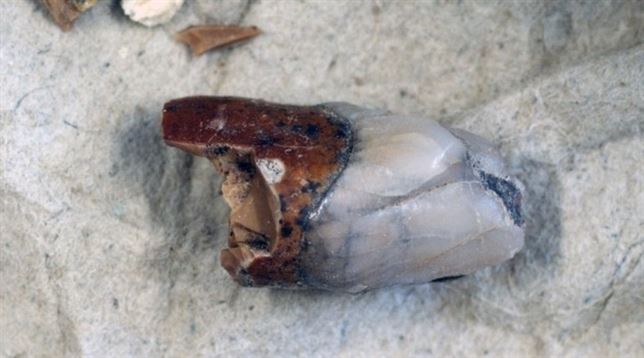 Un diente ‘clave’ sobre la vida del Hombre de Pekín