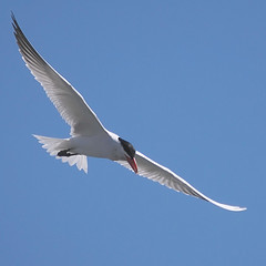 Recuperación de las poblaciones de Charrán Común y Charrancito en las Salinas de San Pedro del Pinatar
