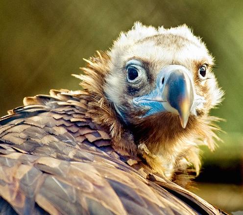 Ecologistas piden precaución al catalogar al buitre negro como vulnerable