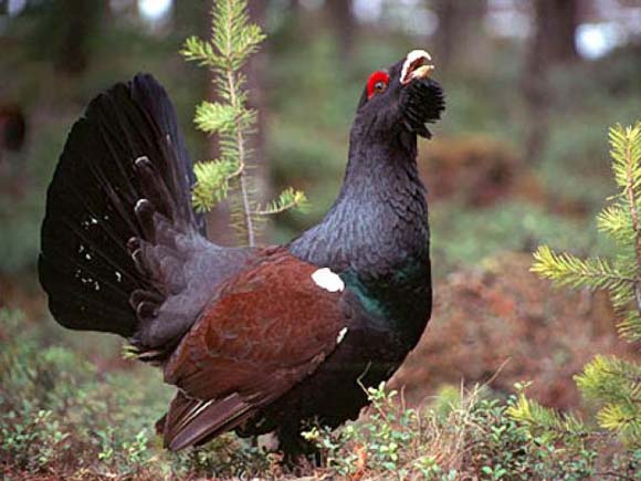 España y Escocia aúnan esfuerzos para la conservación del urogallo