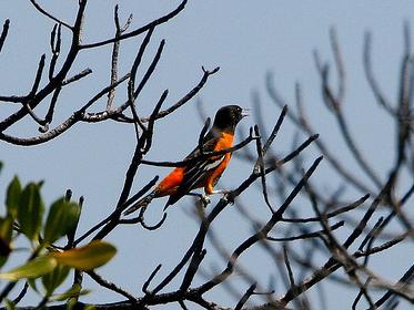El crecimiento y maduración de los bosques españoles provoca la expansión de las especies de aves