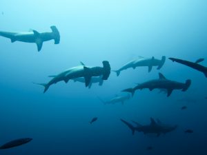 Costa Rica. Denuncian que Gobierno cede a ‘intereses y amenazas de pescadores de tiburón’