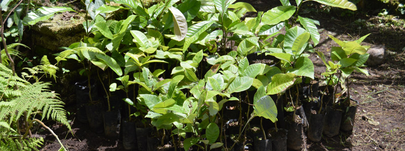 Investigan cómo propagar “la flor del corazón” en la Sierra de Zongolica