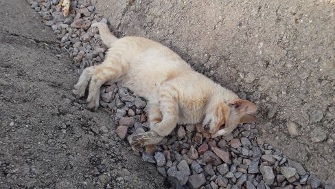 Liquidación masiva de gatos en Córdoba