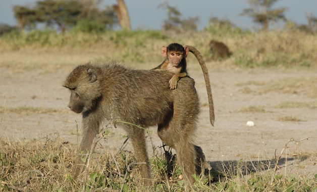 La infancia ‘condiciona’ la longevidad de los babuinos salvajes