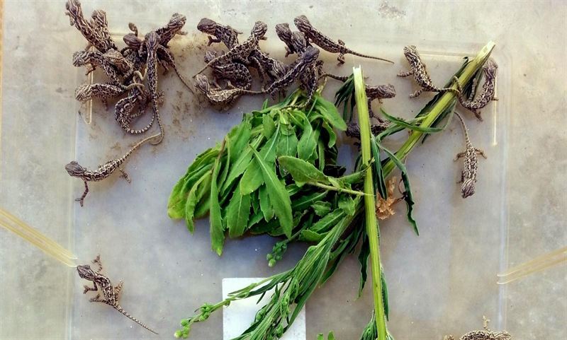 Andalucía. El Centro de Control de la Biodiversidad acoge el nacimiento de 33 camaleones