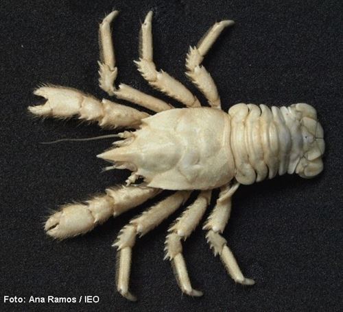 Científicos españoles descubren una nueva especie de crustáceo en Mauritania