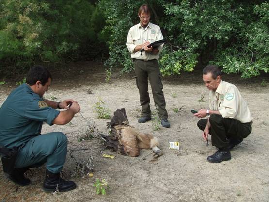 Agentes medioambientales andaluces recogen ‘sin ninguna prevención’ muestras de animales muertos o enfermos
