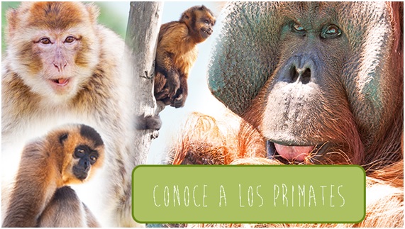 Las tristes historias de los animales de Rainfer