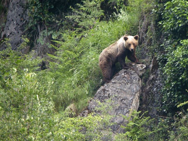 El oso pardo hallado muerto en la zona de Villablino (León) falleció por causas naturales
