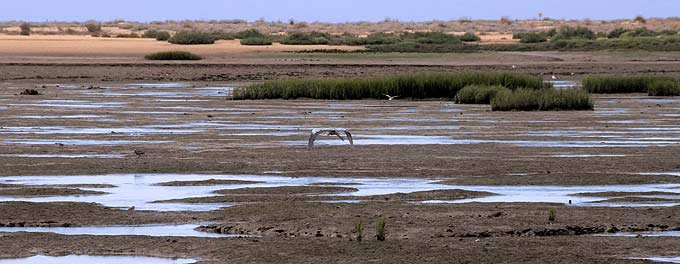 Vertido de hidrocarburos en Marismas del Odiel