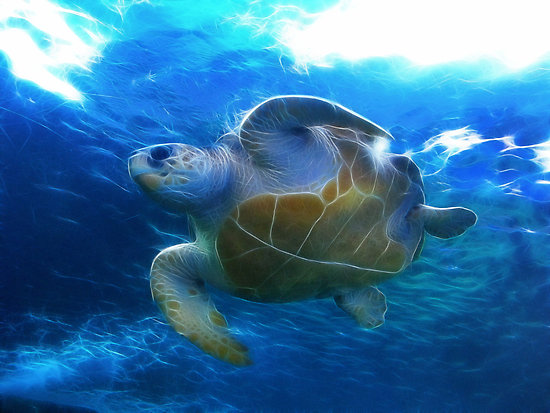 Mira el video sobre el curso de tortugas marinas de la asociación Ecotono