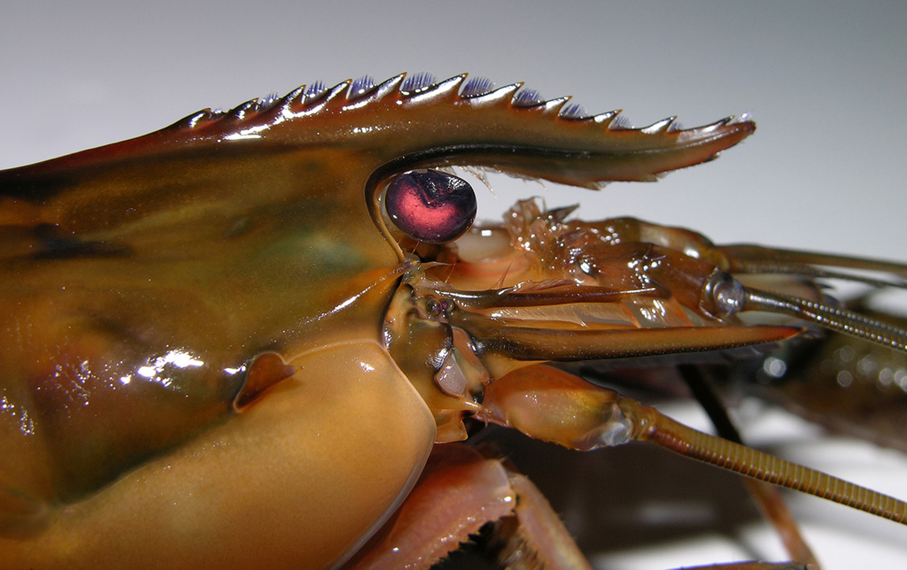 Buscan hacer redituable el cultivo del langostino