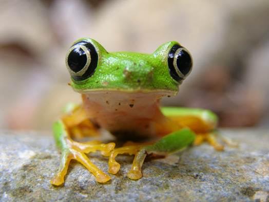 Si te gusta la naturaleza te proponemos este doctorado en medicina de conservación