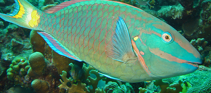 El apetito del pez loro podría salvar los arrecifes de coral