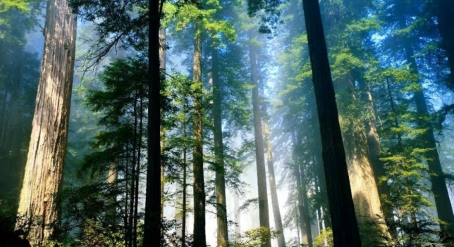 Asignados los trabajos forestales para los próximos tres años en los Montes de Valsaín
