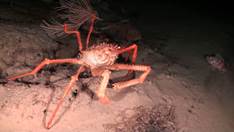 OCEANA se sumerge un kilómetro en el escarpe de emile baudot