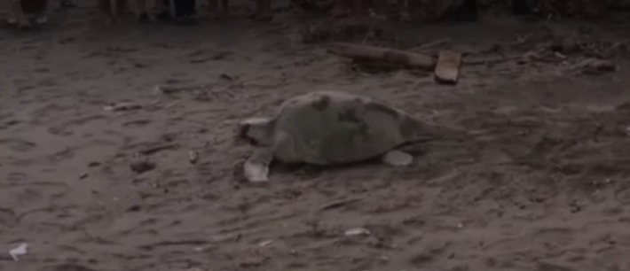 Tortuga llegó a desovar en Puntarenas y generó una gran expectación
